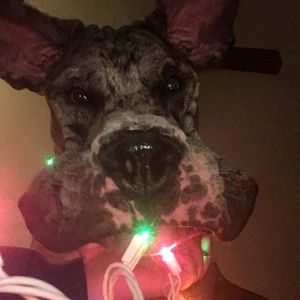 Meet your Posher, Tim